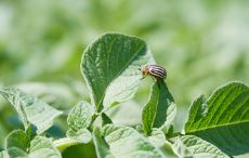 Insecticide